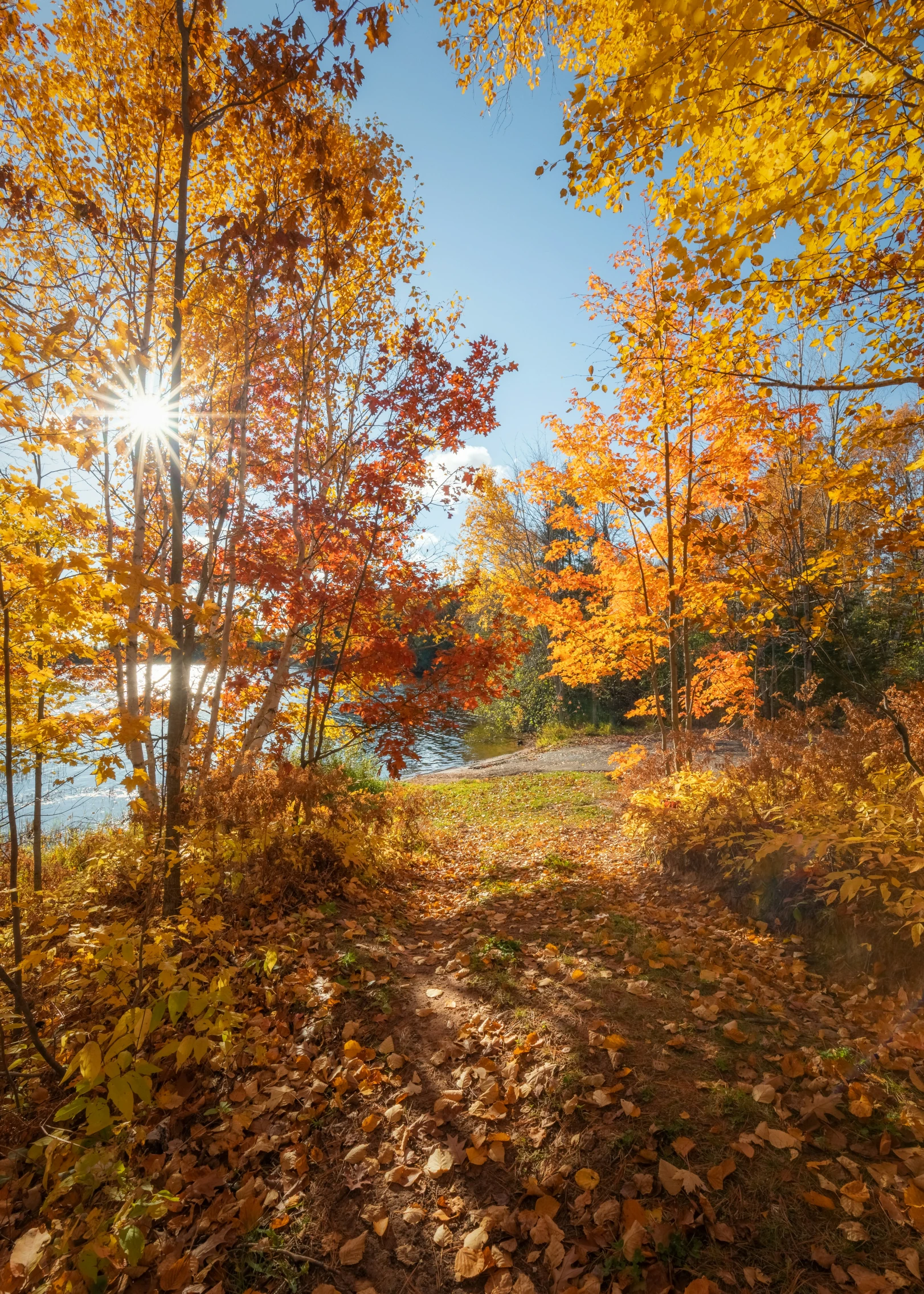 sun beams through the trees at a scenic scene of autumn foliage