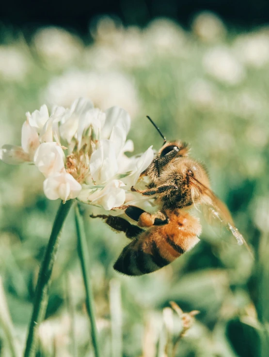 a bee sits on a flower with his face in the background