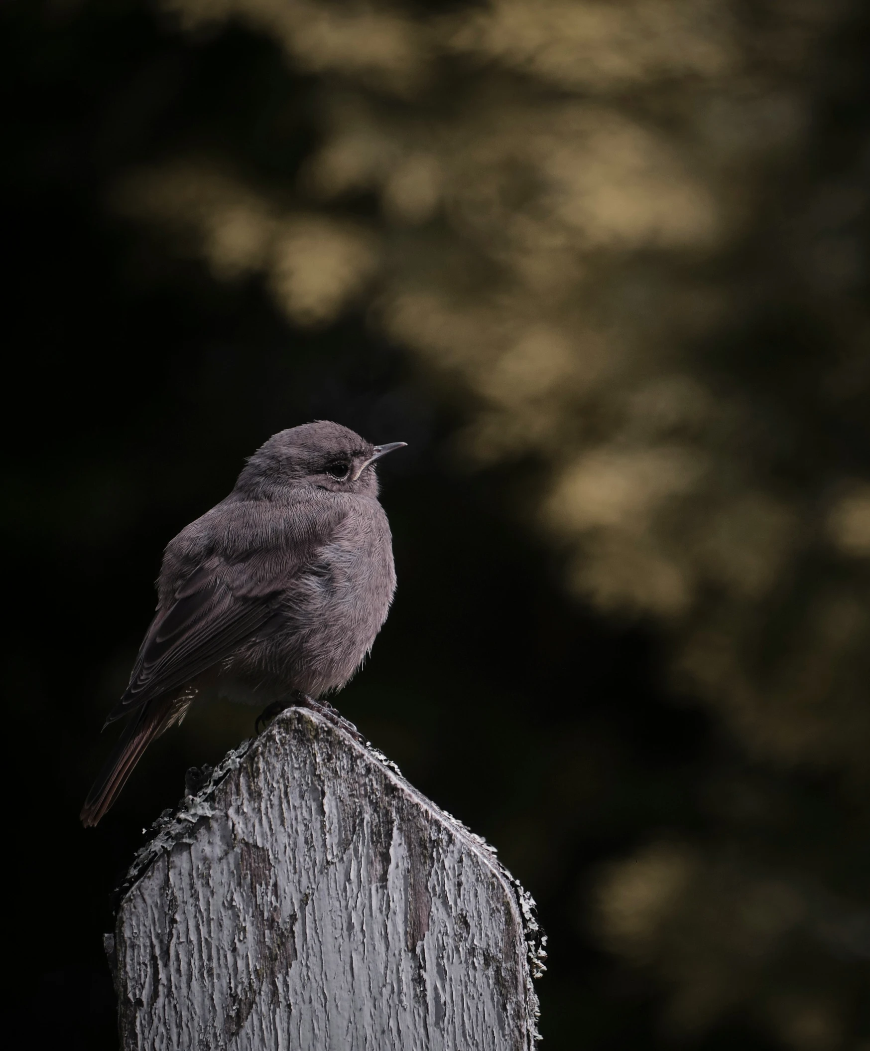 a small bird standing on top of a wooden post