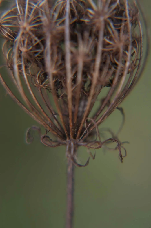 close up view of some plants with brown stems