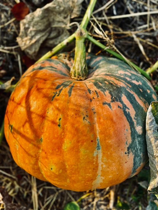 a very large pumpkin in the middle of the field