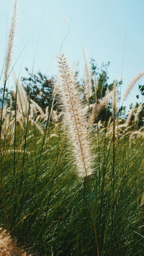 grass and flowers blowing in the wind with trees in background