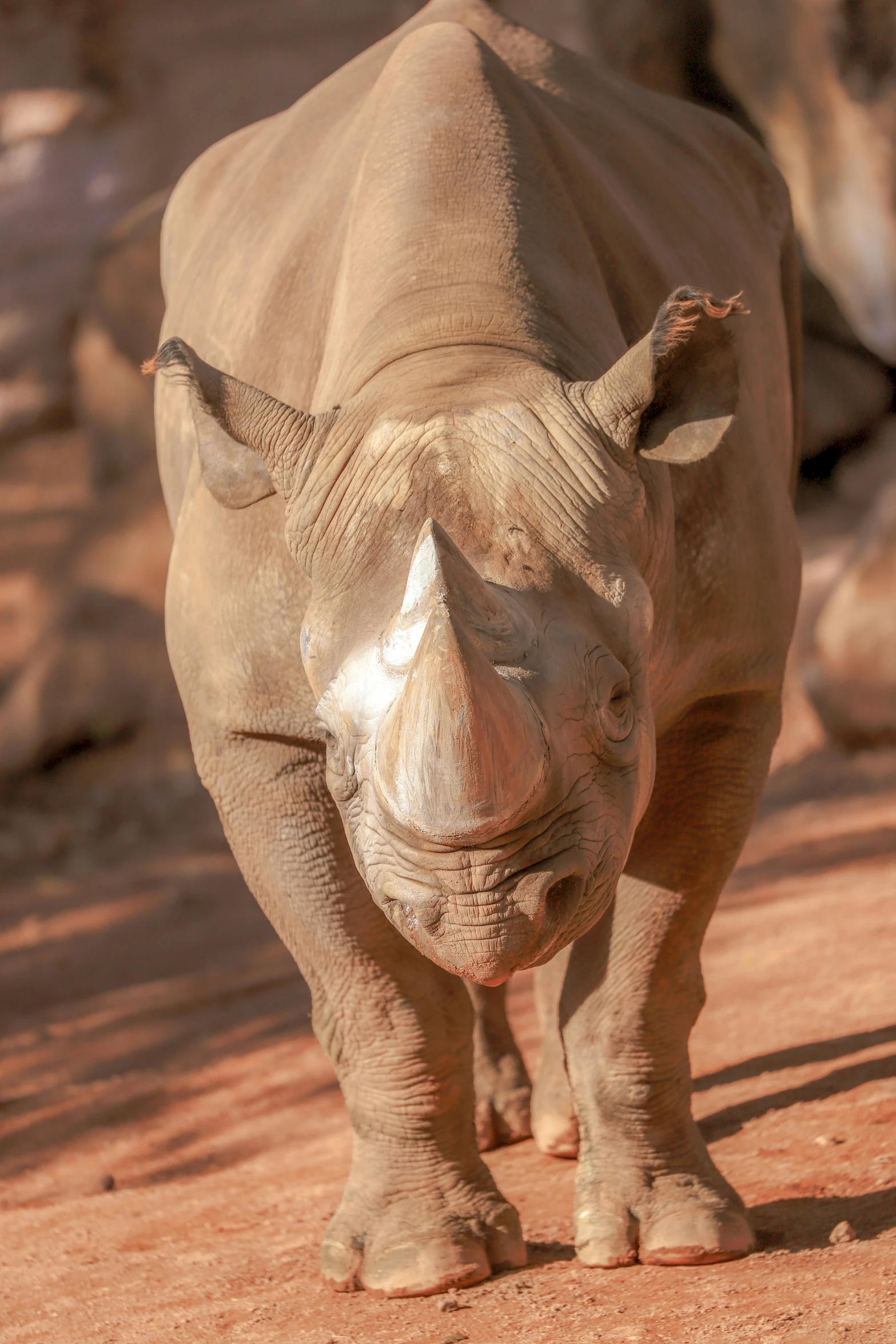 rhinoceros walking on dirt ground in the wild