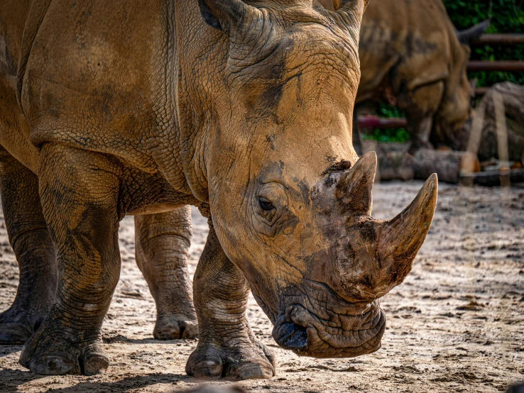 there is a rhinoceros grazing on the ground