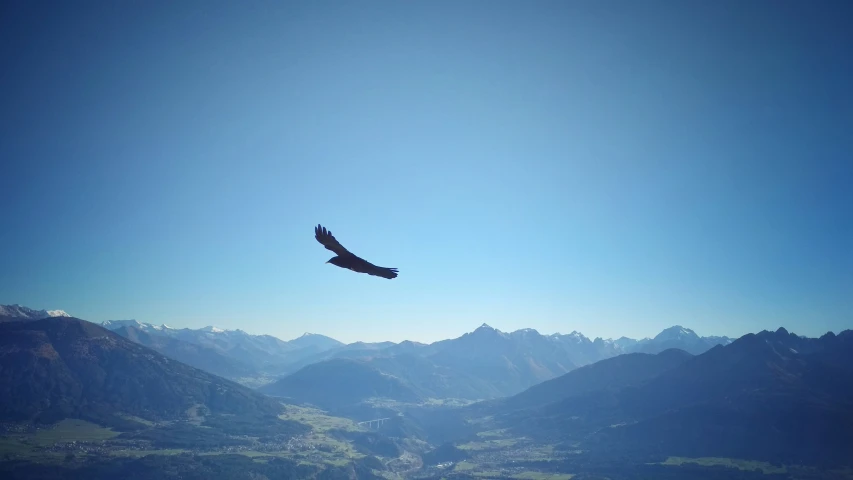 a bird flying through the air on top of a mountain