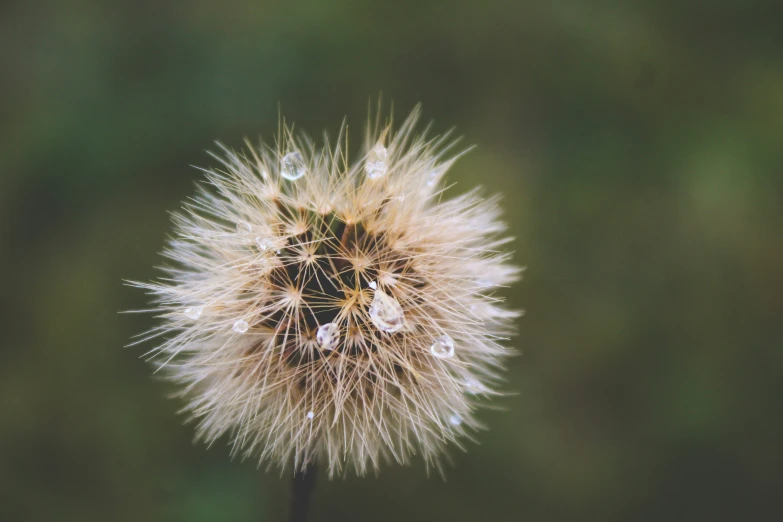 a dandelion sitting in the middle of a green field