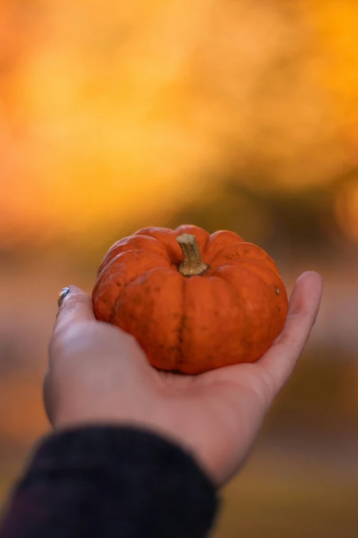 a hand holds an orange pumpkin with its stem