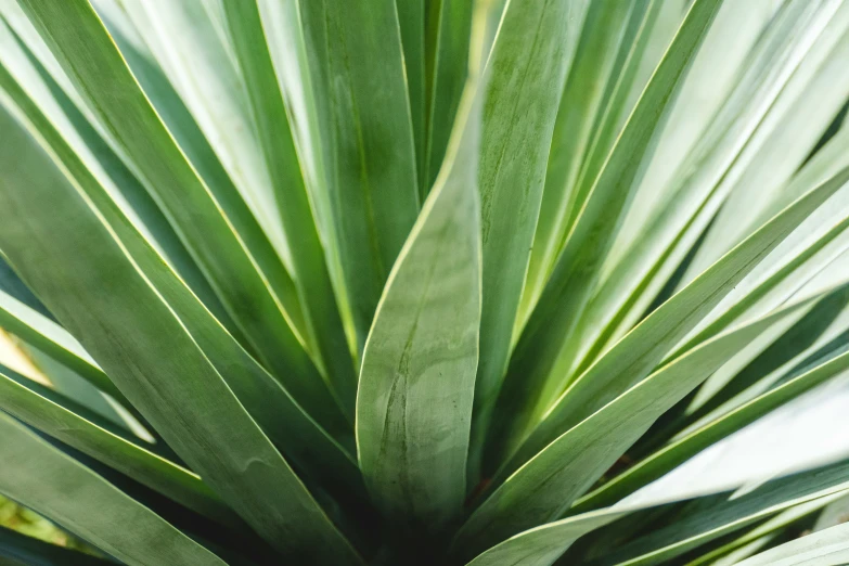 large leafy plant in close up picture, green color