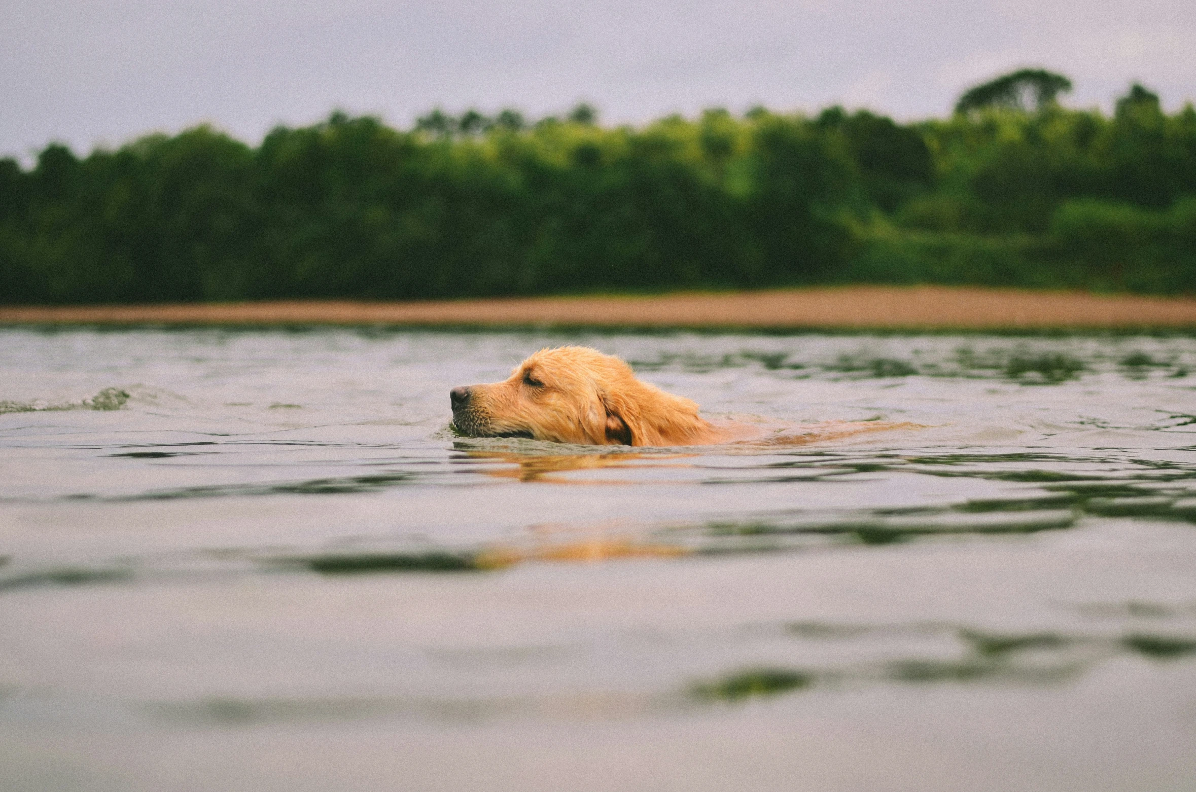 a dog is in the water with his head up