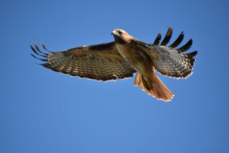 a hawk in flight against a blue sky