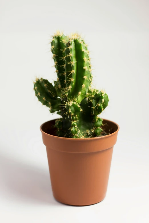 an exotic cactus in a tan pot on white background