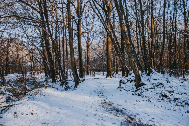 a path in the woods covered with snow