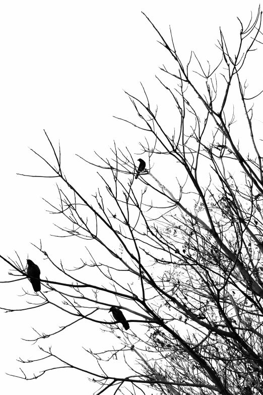 a tree silhouette against a white sky with birds sitting in it