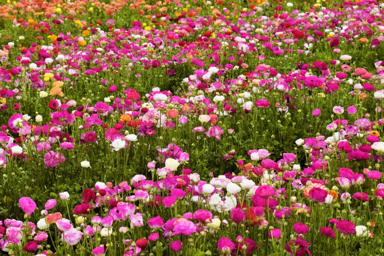 flowers are shown in the field and in bloom