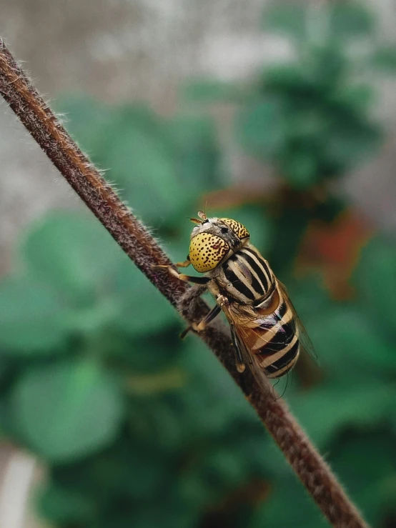 there is a small black and yellow bug on a rope