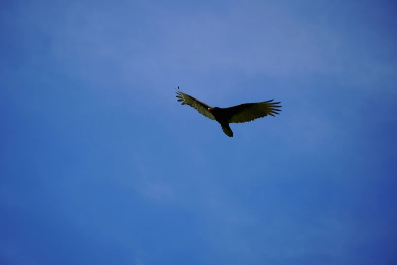 a very large bird that is flying high up in the air