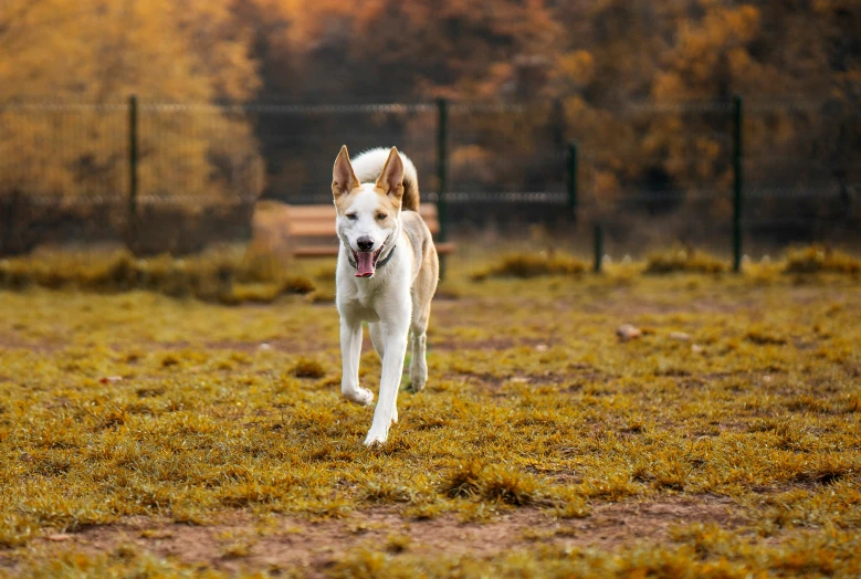 a dog runs through an enclosed pasture in the fall