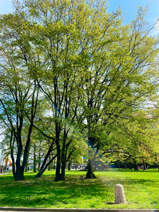 a park with a lot of trees and grass