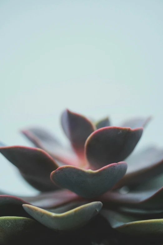 a close up po of a purple plant