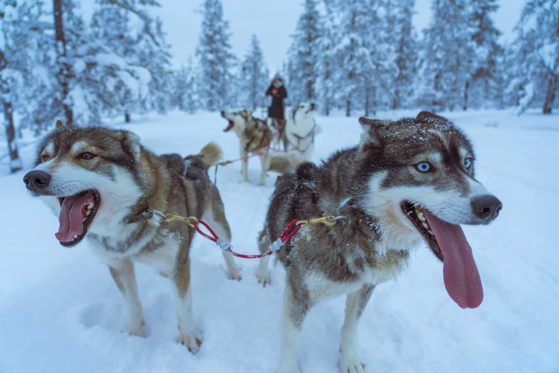 two husky dogs pulling a person in red harness