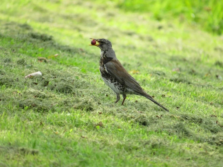 a bird with an orange beak is on the grass