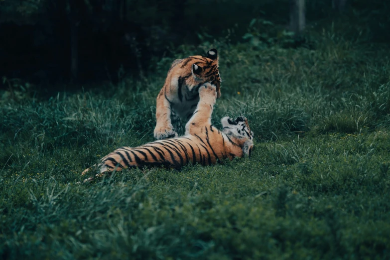 two tigers play with each other in the grass