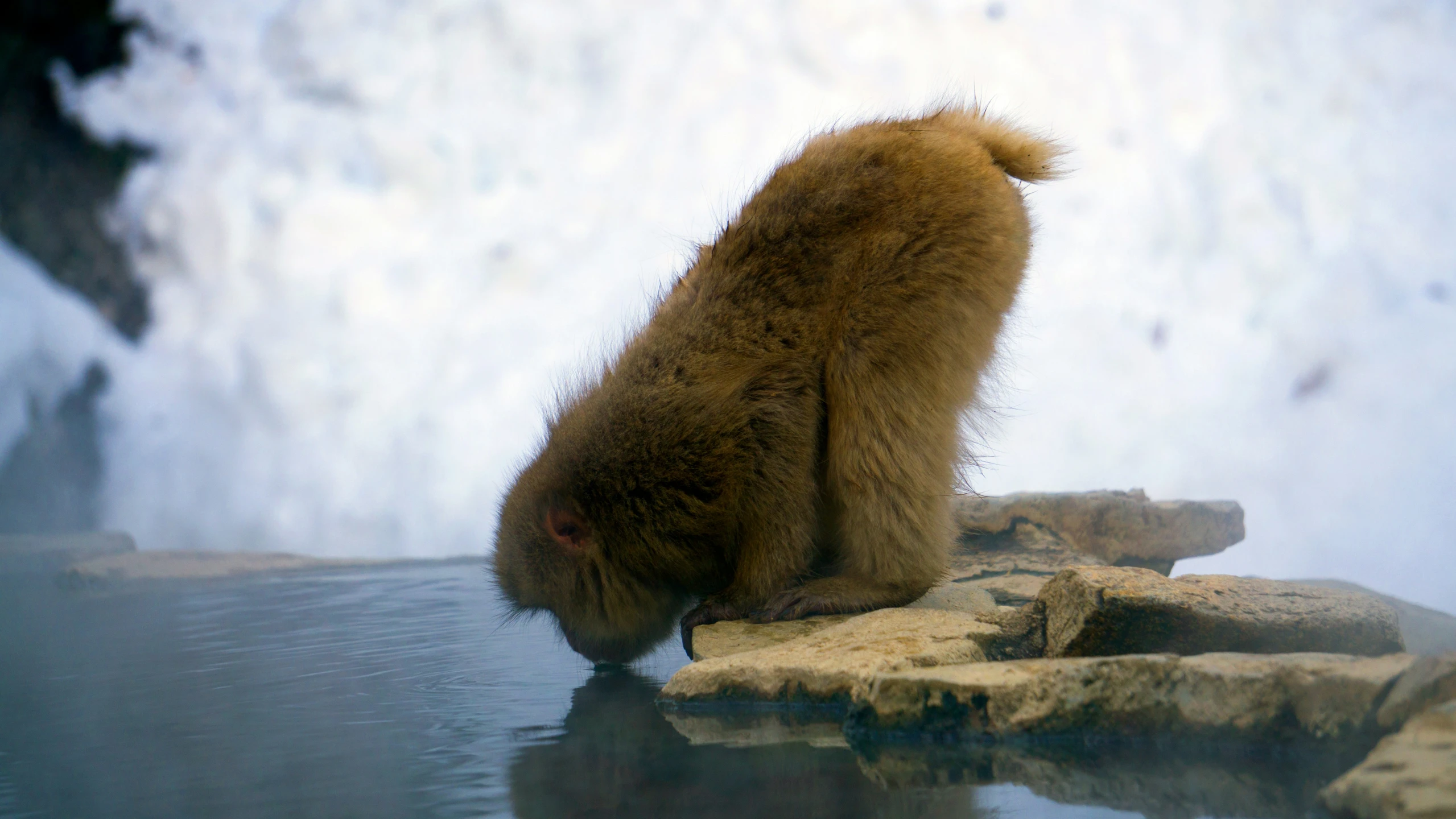 a very cute furry animal sitting on some rocks