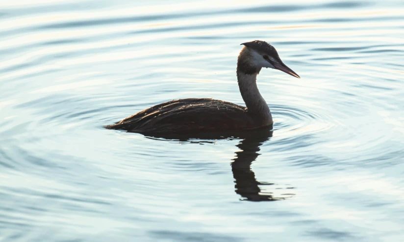 a large black bird in a body of water