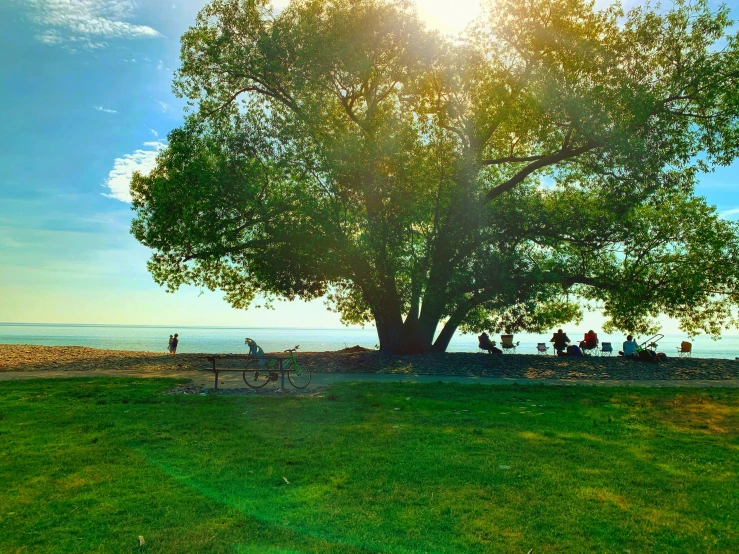 group of people standing around a tree in the middle of a field