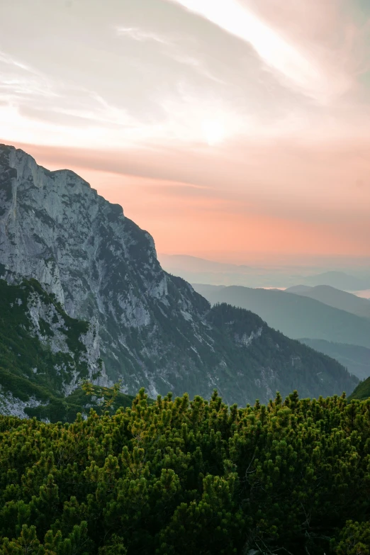 trees and bushes on the side of a mountain at sunset