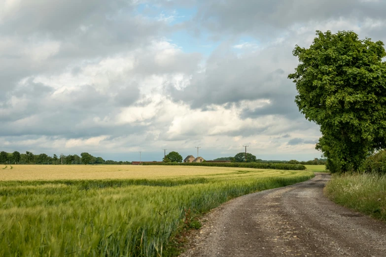 a country road splits through a lush green field