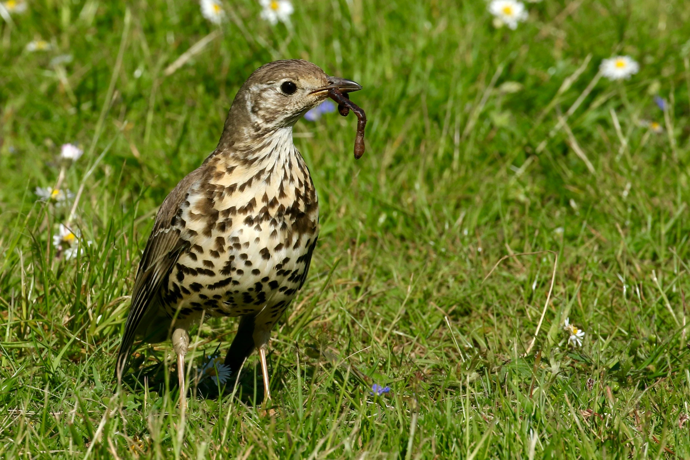a bird on some grass with a stick in its mouth