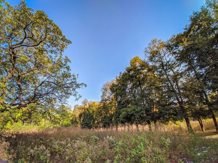 two trees in the middle of the field