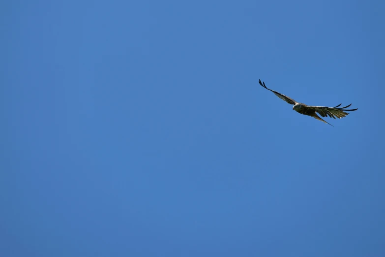 an eagle soaring high in the blue sky