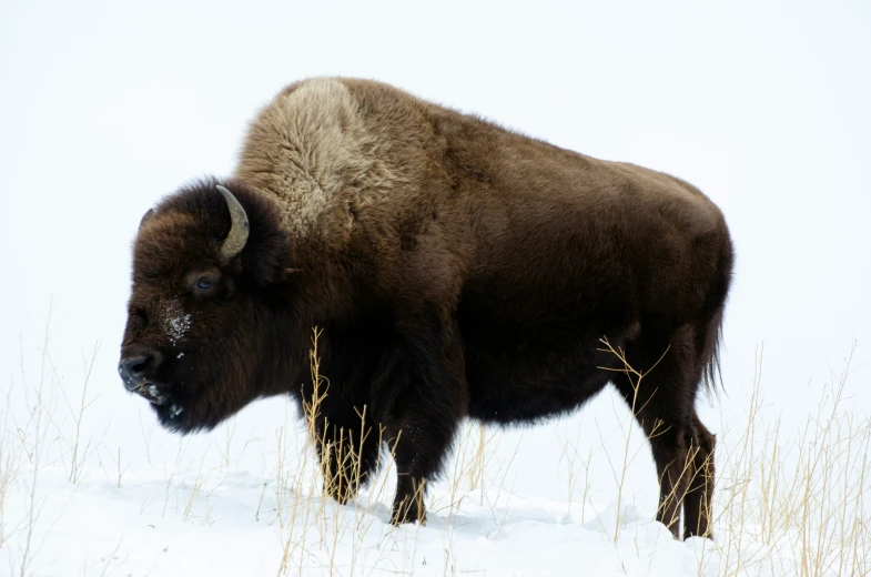 a large buffalo with horns standing in snow