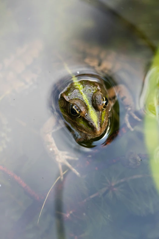 a frog is seen in a pond looking at the camera