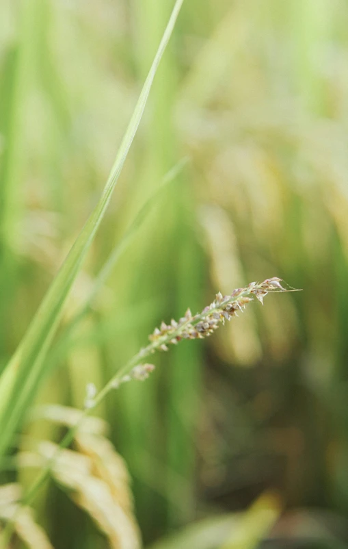 a small blue and white bug in a field