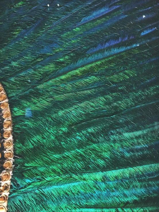 a peacock feather is seen in this undsele picture