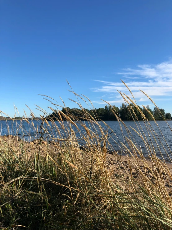 the grass is near the water with an island in the background