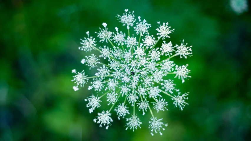 snow florets with a background of grass