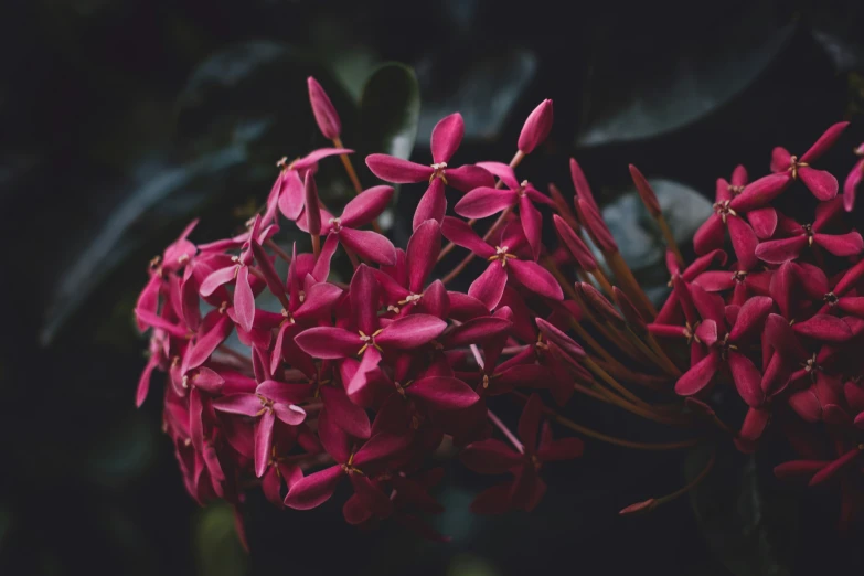 red flowers in the middle of the frame, with some green leaves behind them