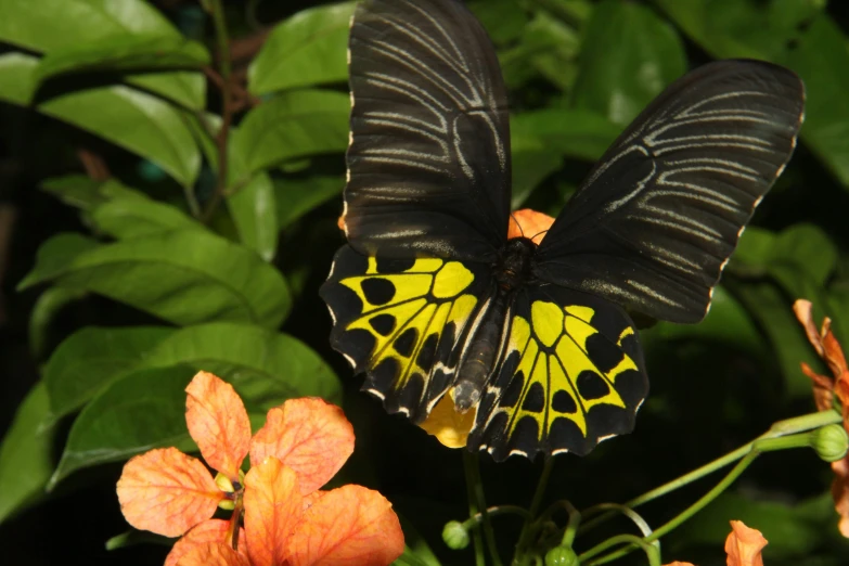 two black and yellow erflies are on some orange flowers