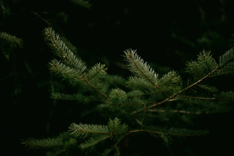 a tree nch with no leaves lit up at night