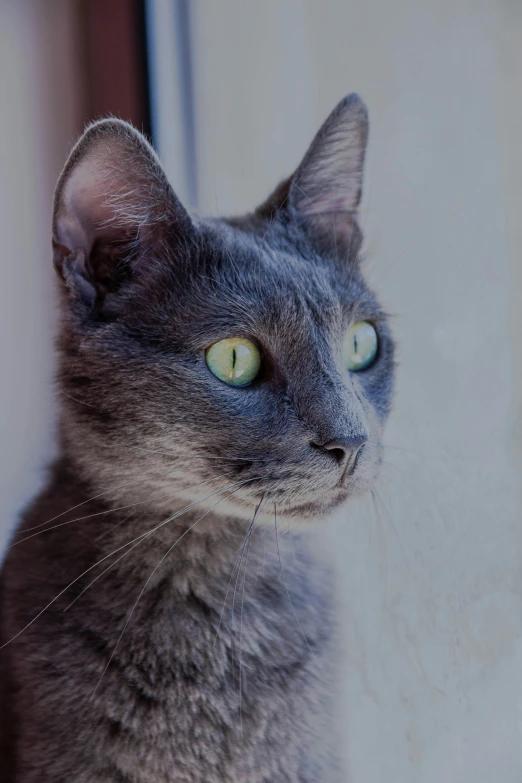 a close up view of the face of a grey cat