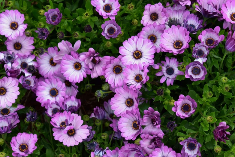 this is a purple flower that has large flowers on it