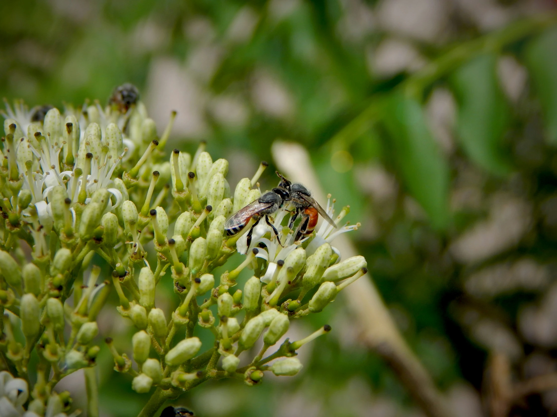 the flowers have buds and are green