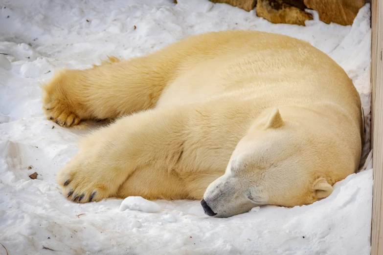 an adult polar bear laying in the snow next to a post