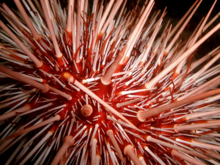 closeup of a red and white spiky flower