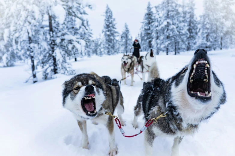 three dogs pulling their sleds around in the snow