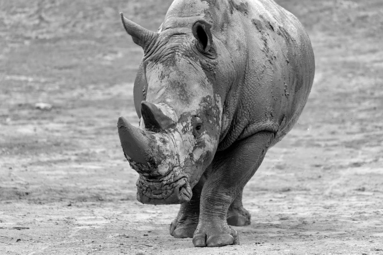a black and white po of a rhino
